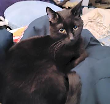 Photo of Puma