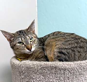 Photo of Iris