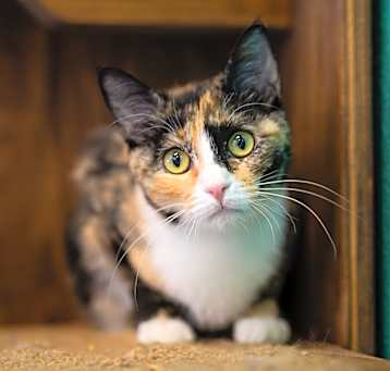 Photo of Twinkle