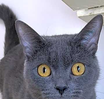 Photo of Mick ~ Available at PetSmart Warsaw, IN!!