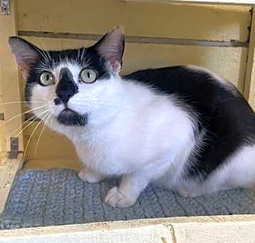 Photo of Ramboo ~ Available at PetSmart Warsaw, IN!
