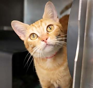 Photo of Pumpkin