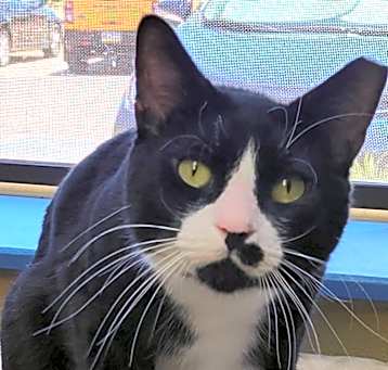Photo of Tux