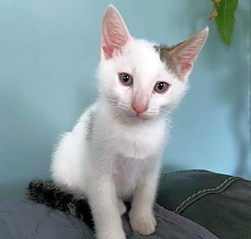 Photo of Juno