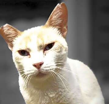 Photo of Duchess