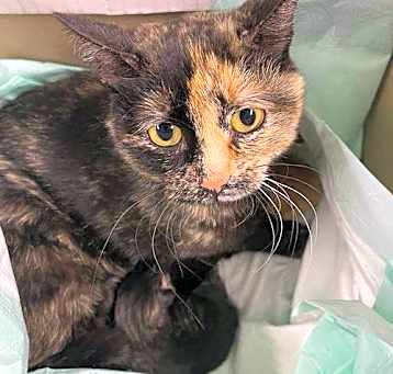 Photo of Ophelia