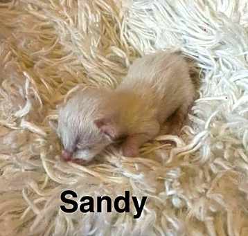 Photo of Sandy