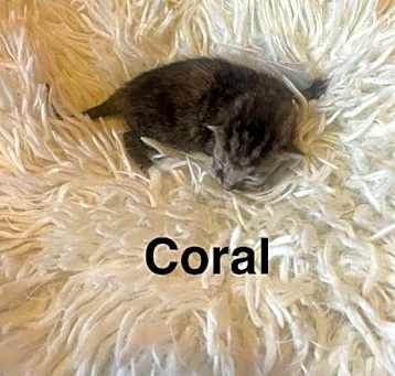 Photo of Coral