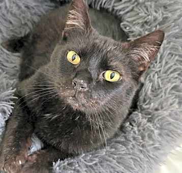 Photo of Freya