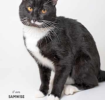 Photo of Samwise