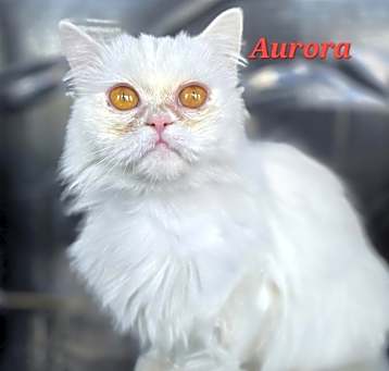 Photo of Aurora
