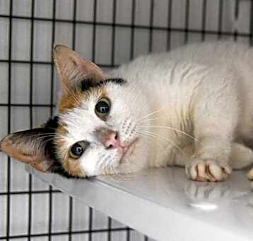 Photo of Kitley