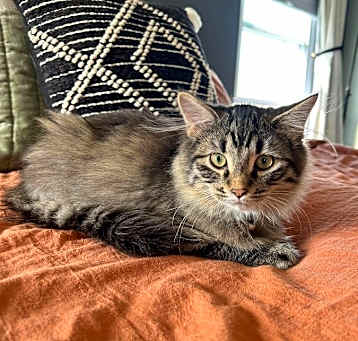 Photo of Dash