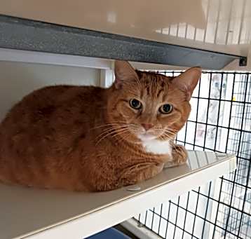 Photo of Tango