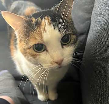 Photo of Deedee
