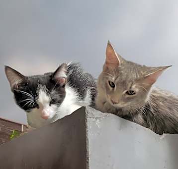Photo of Misty & Sissy
