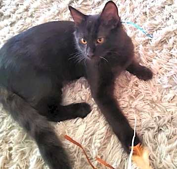 Photo of NORRIS - Bonded with Yuki