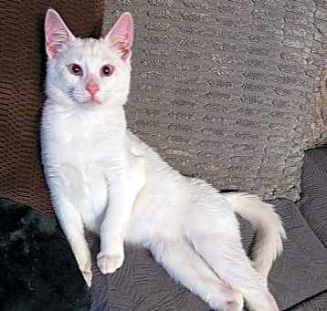 Photo of YUKI - Bonded with Norris