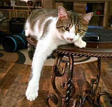 Photo of Tigger the Campground Cat @PAWZ pet cafe