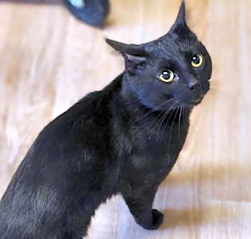 Photo of Panther 