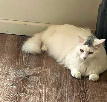 Photo of Ivory