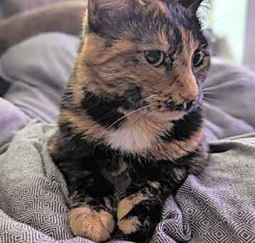 Photo of Indie