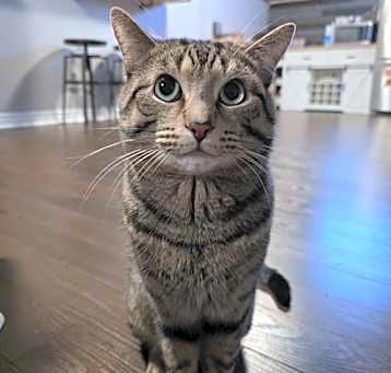 Photo of Felix