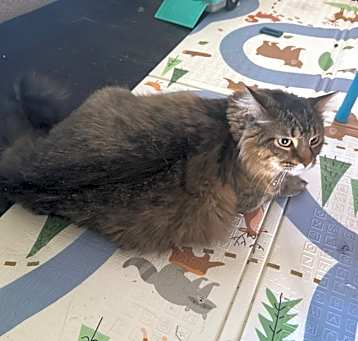 Photo of Blue