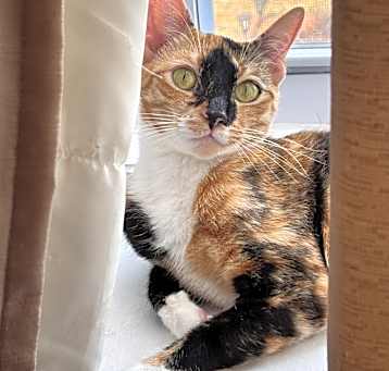 Photo of Hana