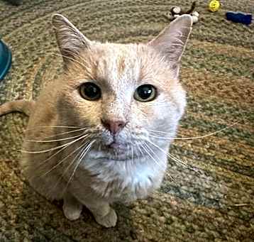 Photo of Hopper