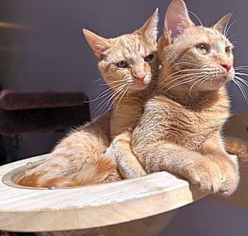 Photo of Garfield and Odie