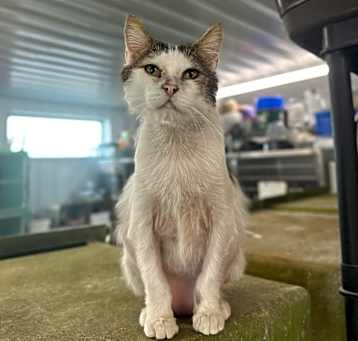 Photo of Lupin