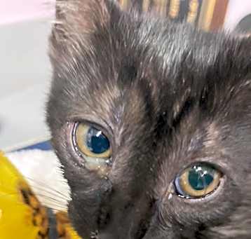 Photo of Dixie