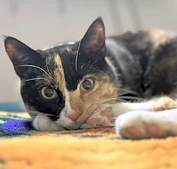 Photo of Mittens