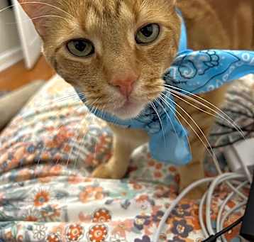 Photo of Simba