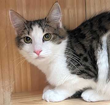 Photo of Vanderpuss