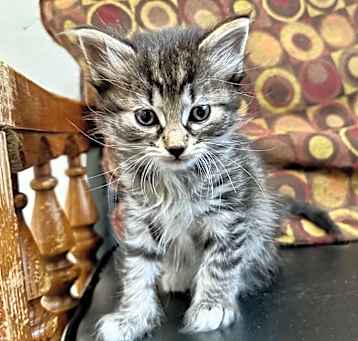 Photo of Polenta