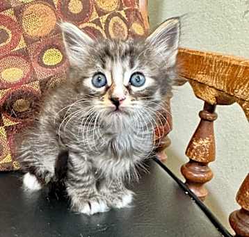 Photo of Tortilla