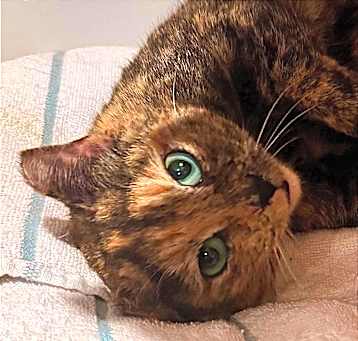 Photo of Snickers
