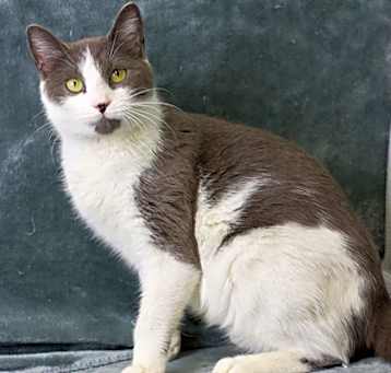 Photo of Wish - Available In Foster