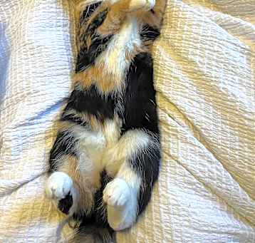 Photo of Missy