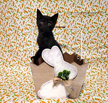 Photo of Z Litter : Zyree