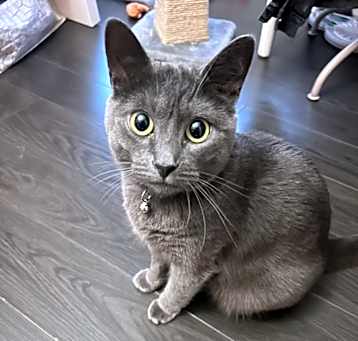 Photo of Iris