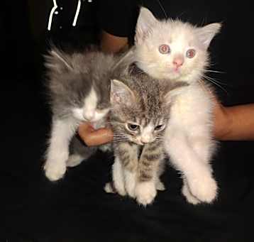 Photo of 3 kittens