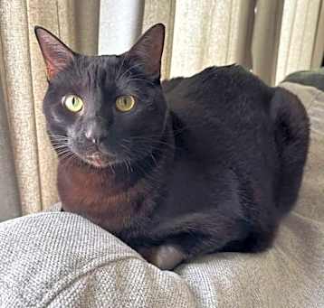 Photo of Roxie