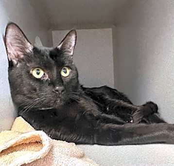 Photo of Samson