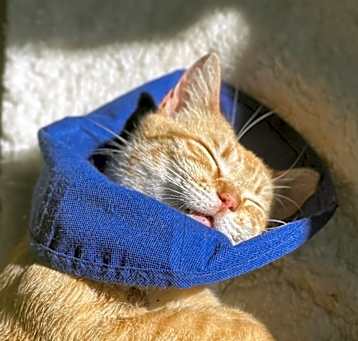 Photo of Cheddar