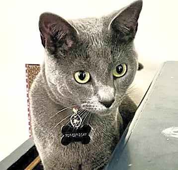 Photo of Pancake