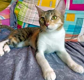 Photo of Olive