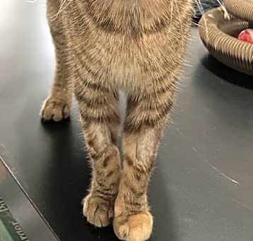 Photo of NALA - Offered by Owner - Young and Sweet Tabby
